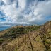 Fra I cinque vigneti più belli del mondo: le Cinque Terre