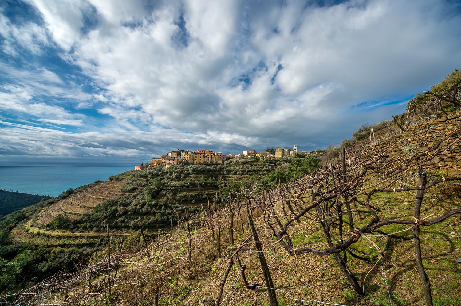 Fra I cinque vigneti più belli del mondo: le Cinque Terre